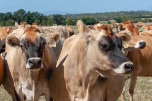 Zwierzęta gospodarskie